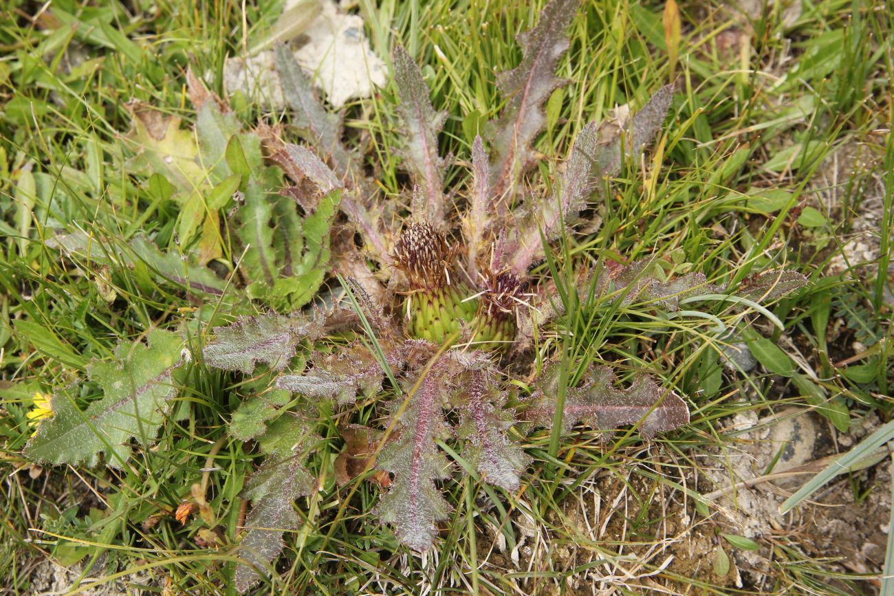 Image of Cirsium esculentum specimen.