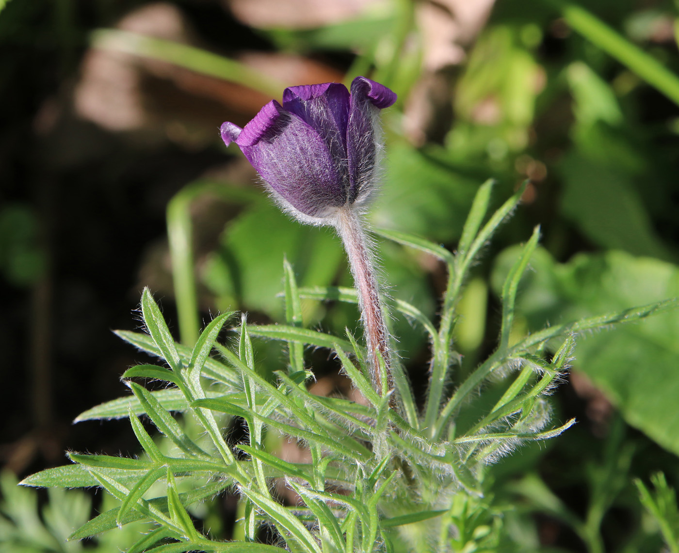 Image of Pulsatilla regeliana specimen.