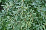 Exochorda racemosa