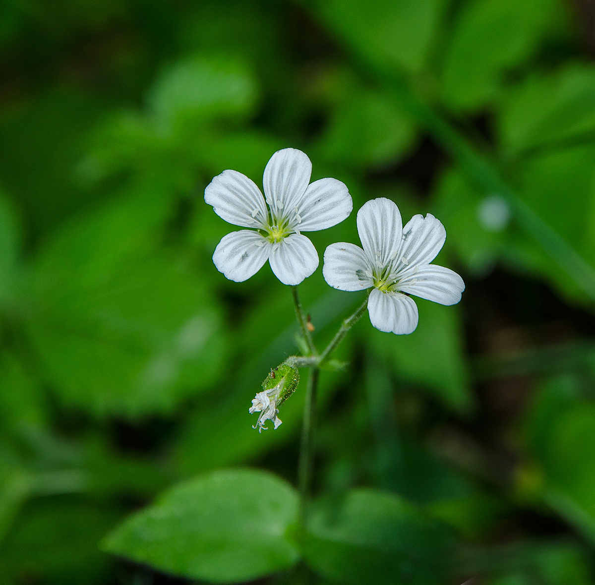 Image of Cerastium pauciflorum specimen.