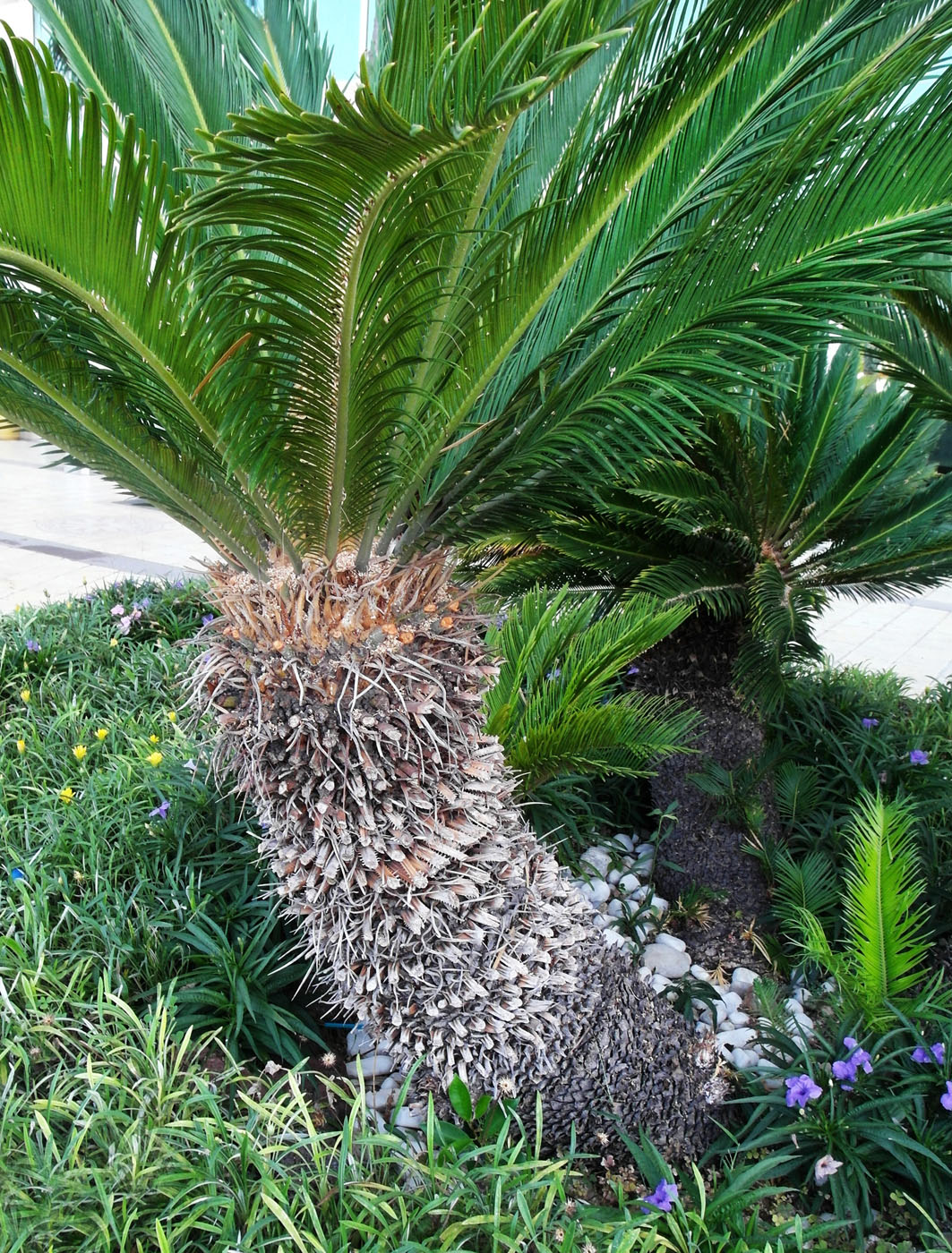 Изображение особи Cycas revoluta.