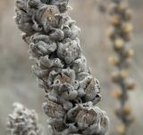 Verbascum ovalifolium. Часть сухого соплодия. Краснодарский край, Кущёвский р-н, станица Шкуринская, склон балки Сухая. 21.11.2010.