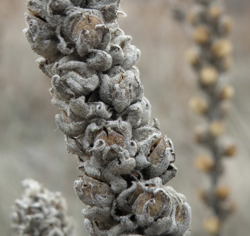 Image of Verbascum ovalifolium specimen.