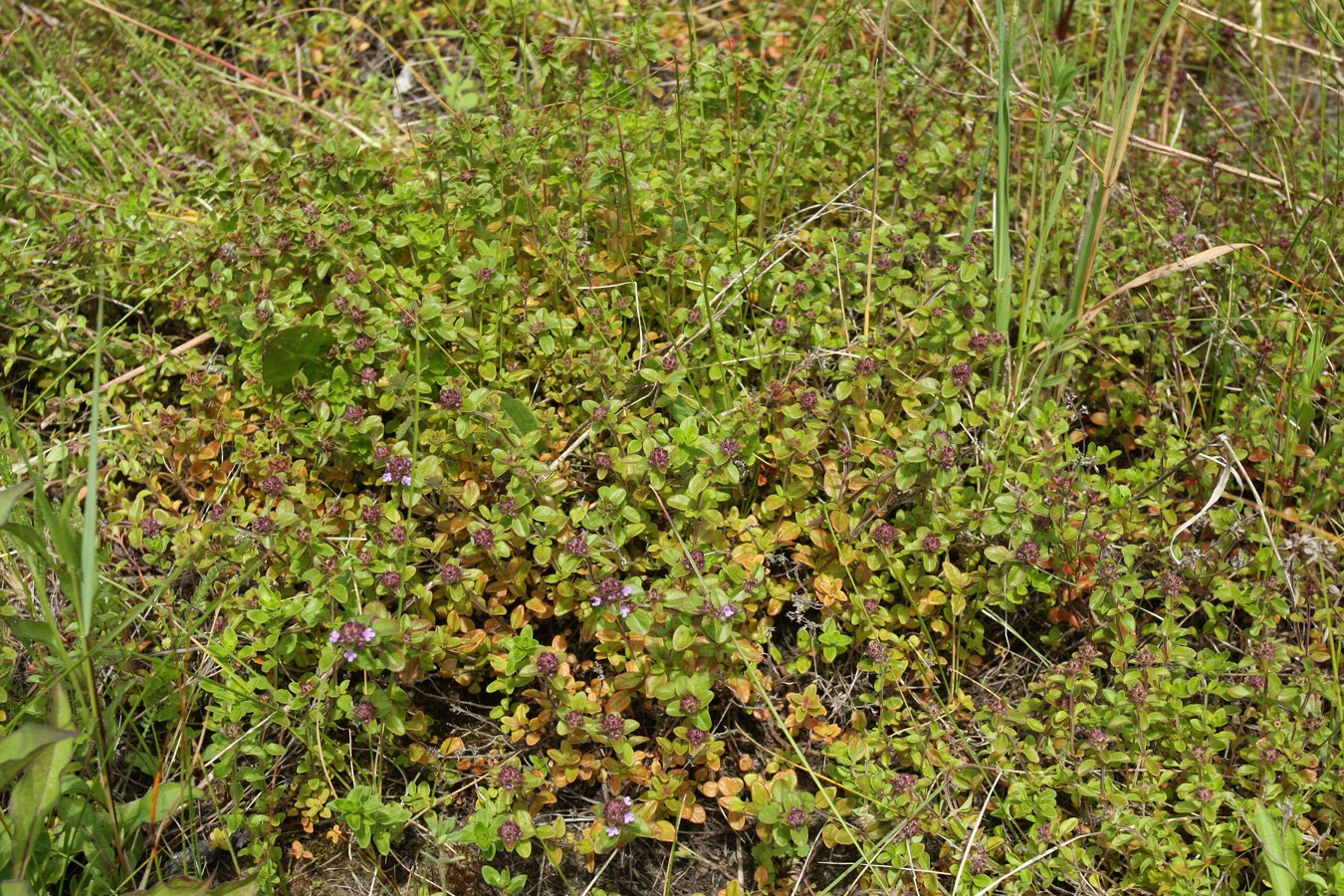 Image of Thymus ovatus specimen.