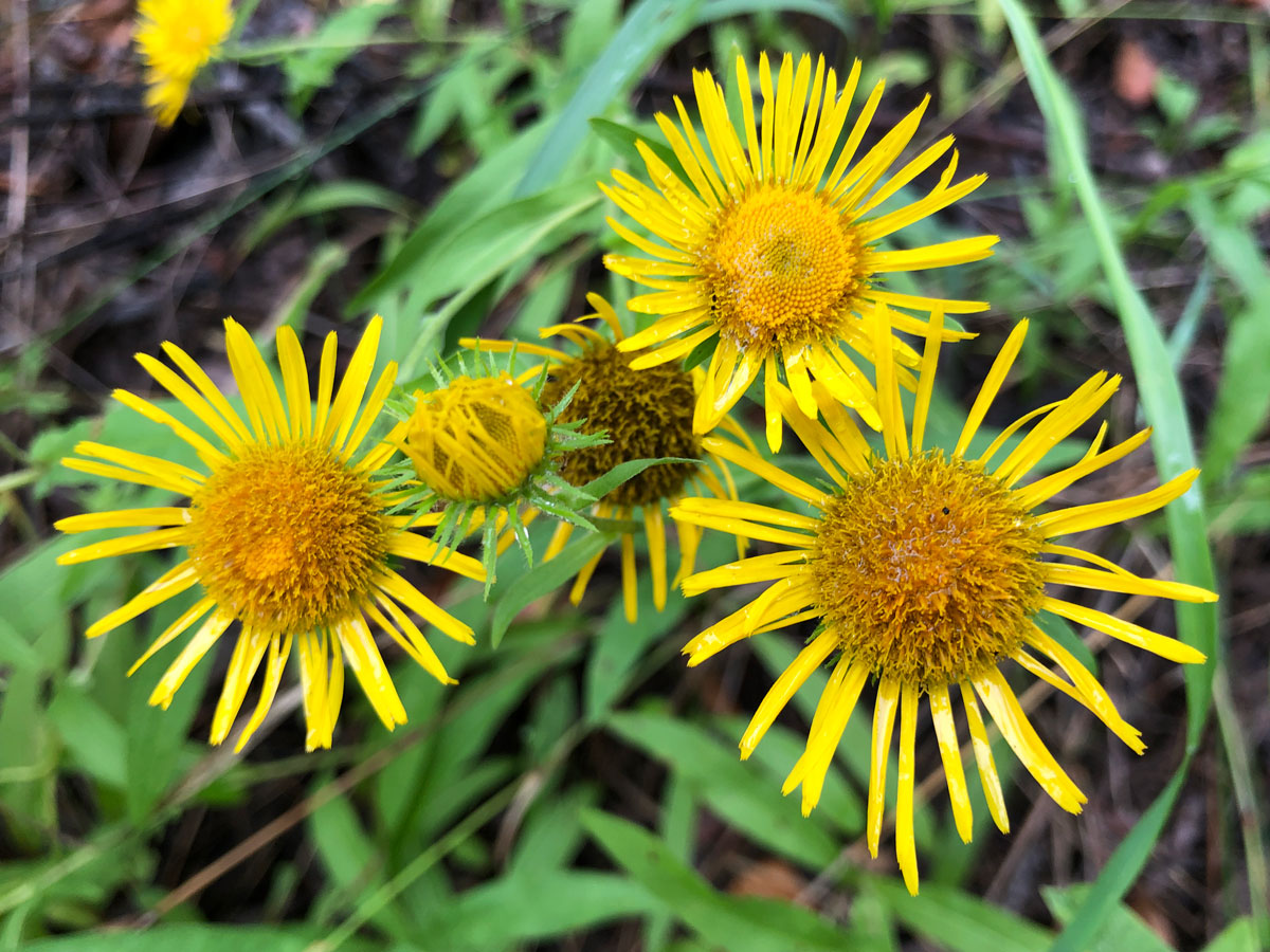 Изображение особи Inula britannica.