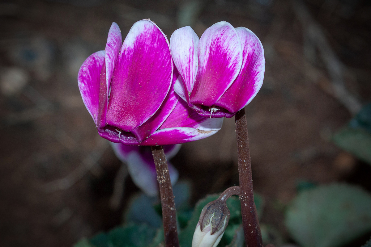 Изображение особи Cyclamen persicum.