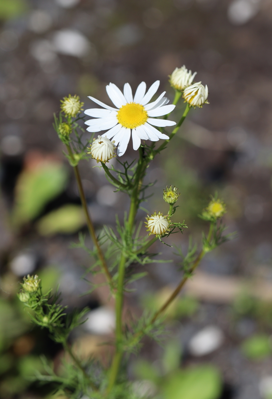 Изображение особи Tripleurospermum inodorum.