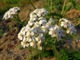 Achillea millefolium. Общее соцветие. Томск, между пос. Новый и мкр. Зелёные горки, заброшенные садовые участки, в нижней части глинистой насыпи под стройплощадкой. 21.09.2016.