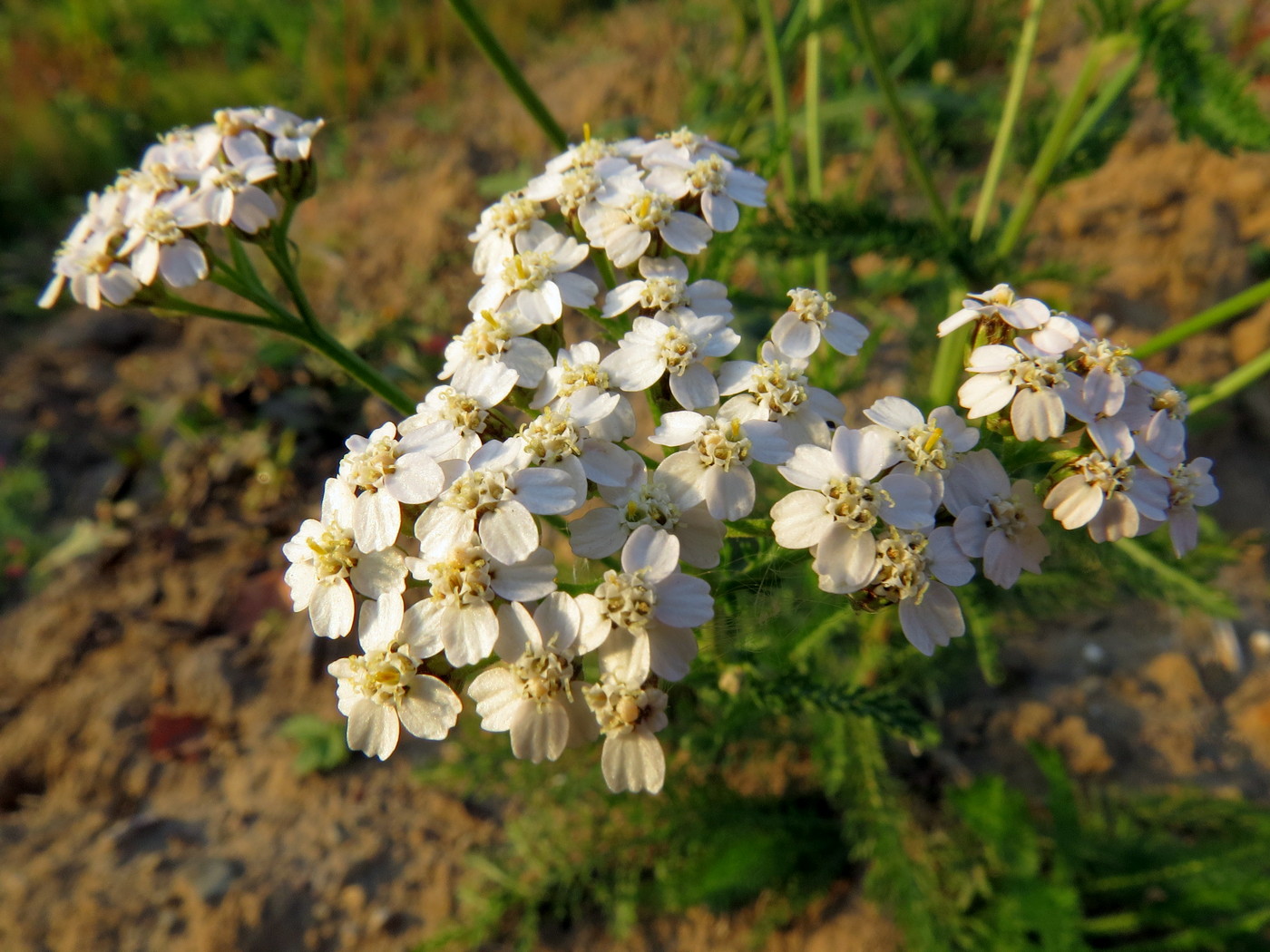 Image of Achillea millefolium specimen.