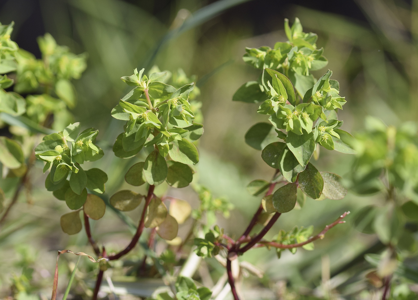 Изображение особи Euphorbia peplus.