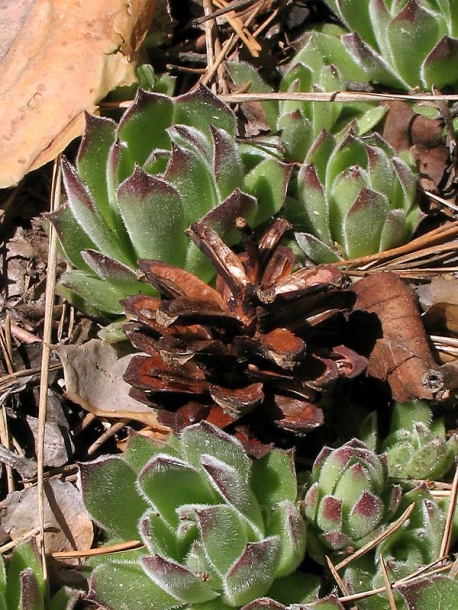 Изображение особи Sempervivum ruthenicum.