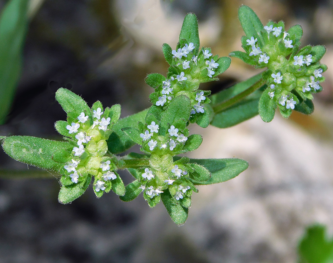 Изображение особи Valerianella turgida.