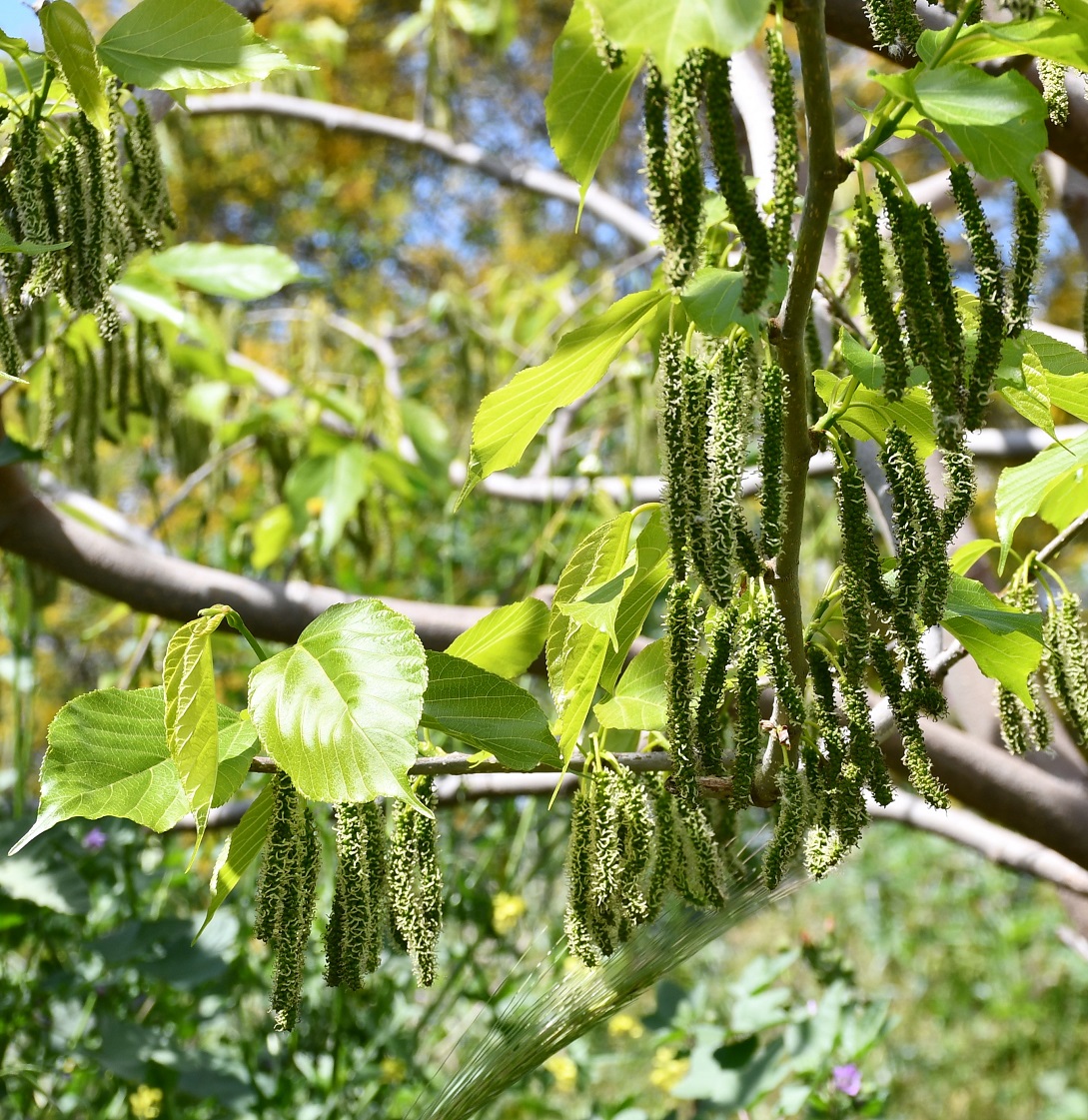 Image of Carya illinoinensis specimen.