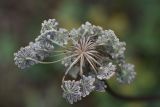 семейство Apiaceae. Соцветие. Кабардино-Балкария, долина р. Баксан, конус выноса реки Курмычи, высота 1610 м н.у.м., луг. 24 июля 2022 г.