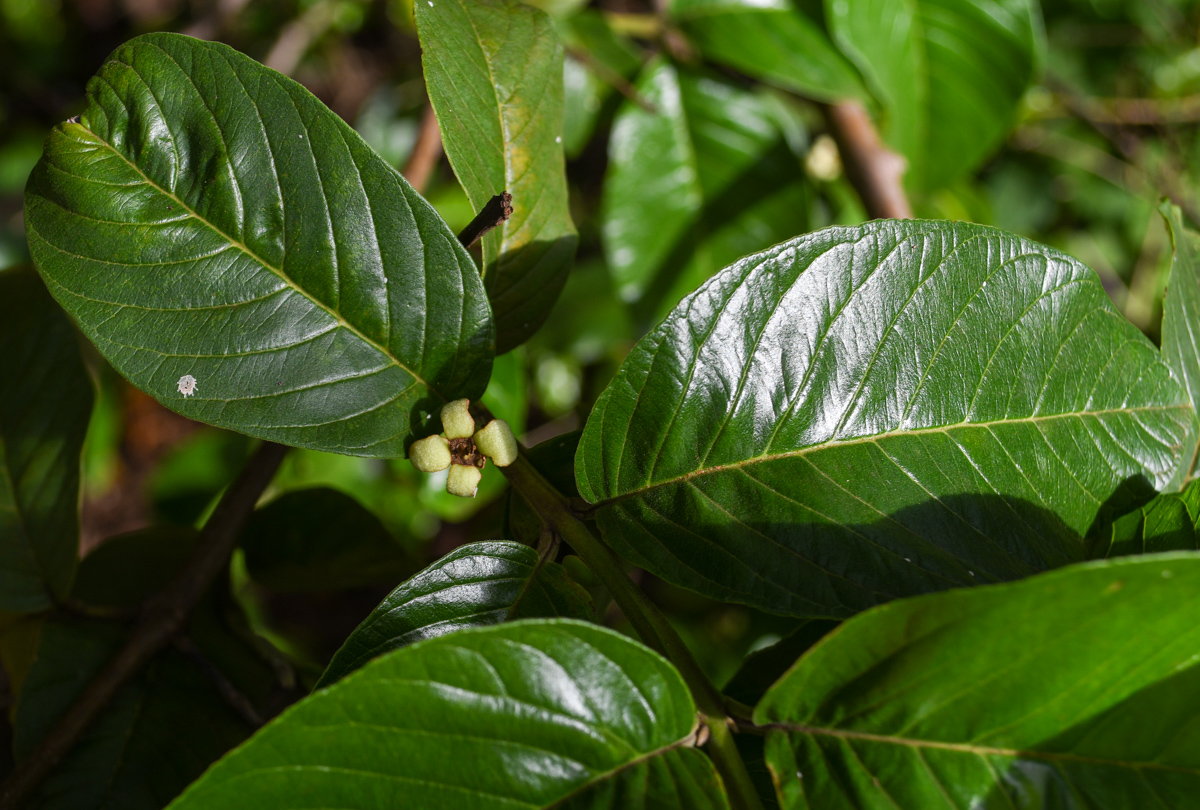 Image of Psidium guajava specimen.