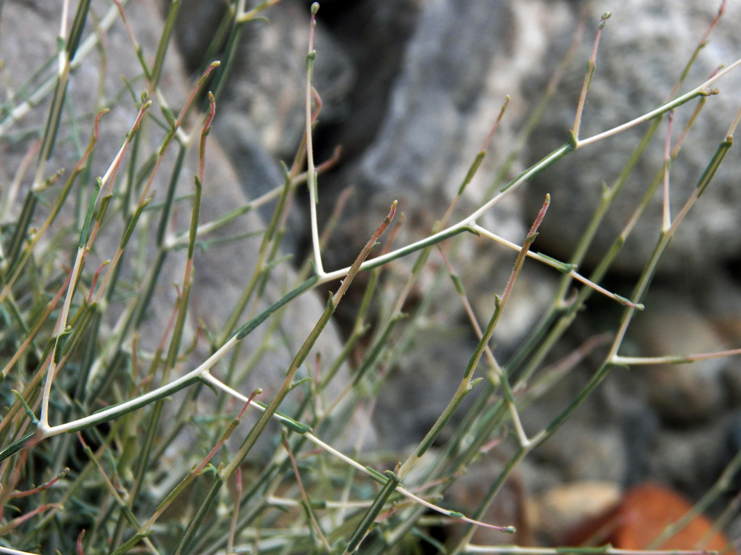 Image of Scariola orientalis specimen.