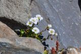 Saxifraga sibirica. Верхушка цветущего растения. Алтай, Северо-Чуйский хр., окр. ледника Большой Актру, ≈ 2800 м н.у.м., каменистый склон. 03.07.2021.