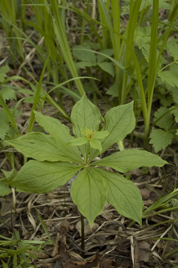 Image of Paris verticillata specimen.