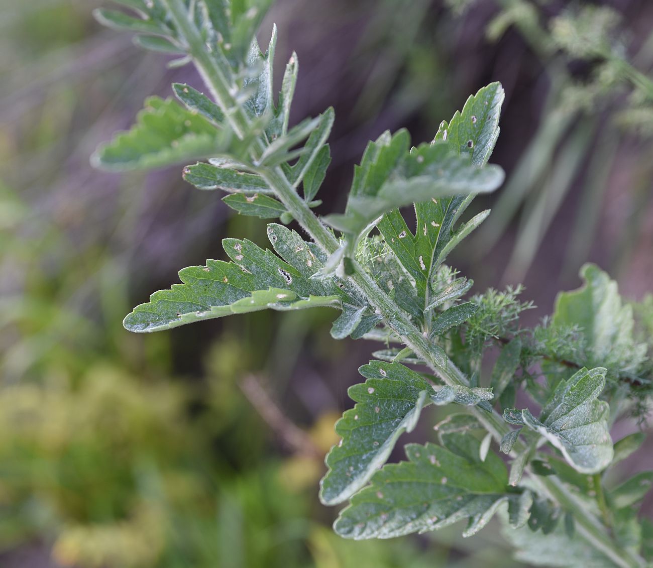 Image of Senecio grandidentatus specimen.