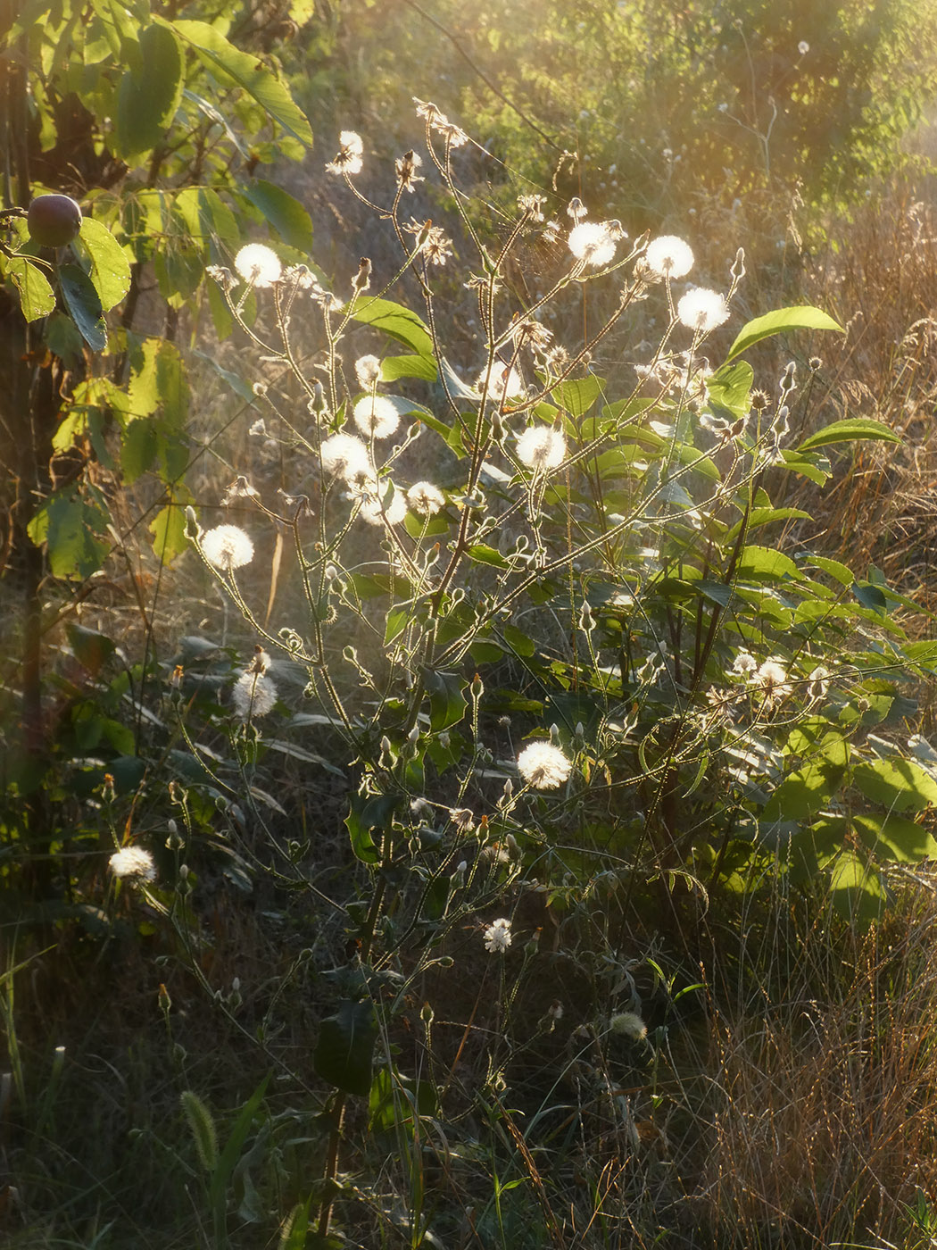 Image of Crepis rhoeadifolia specimen.