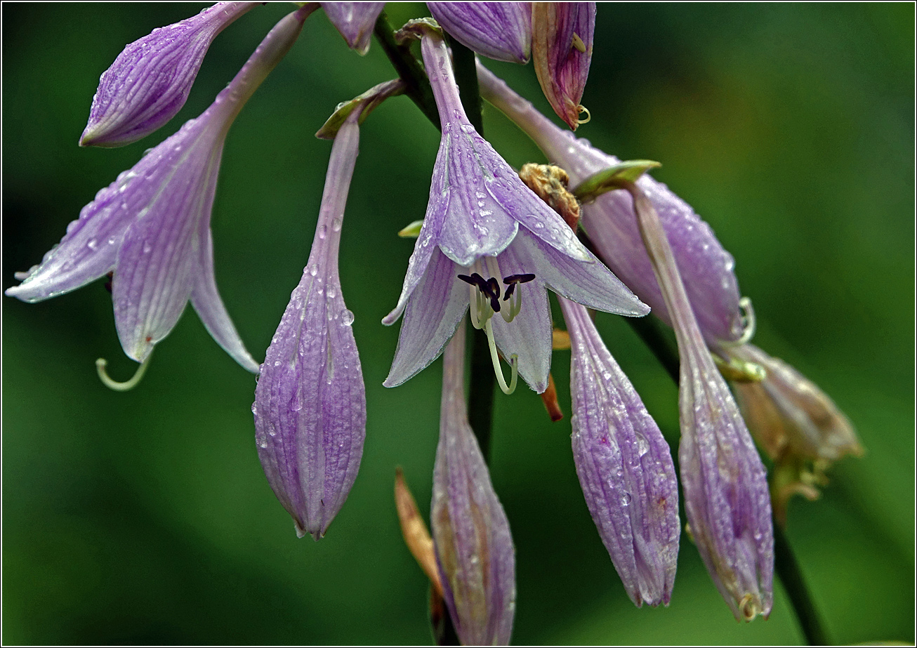 Image of Hosta albomarginata specimen.