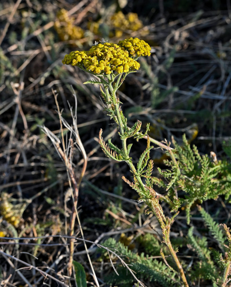 Изображение особи Achillea arabica.