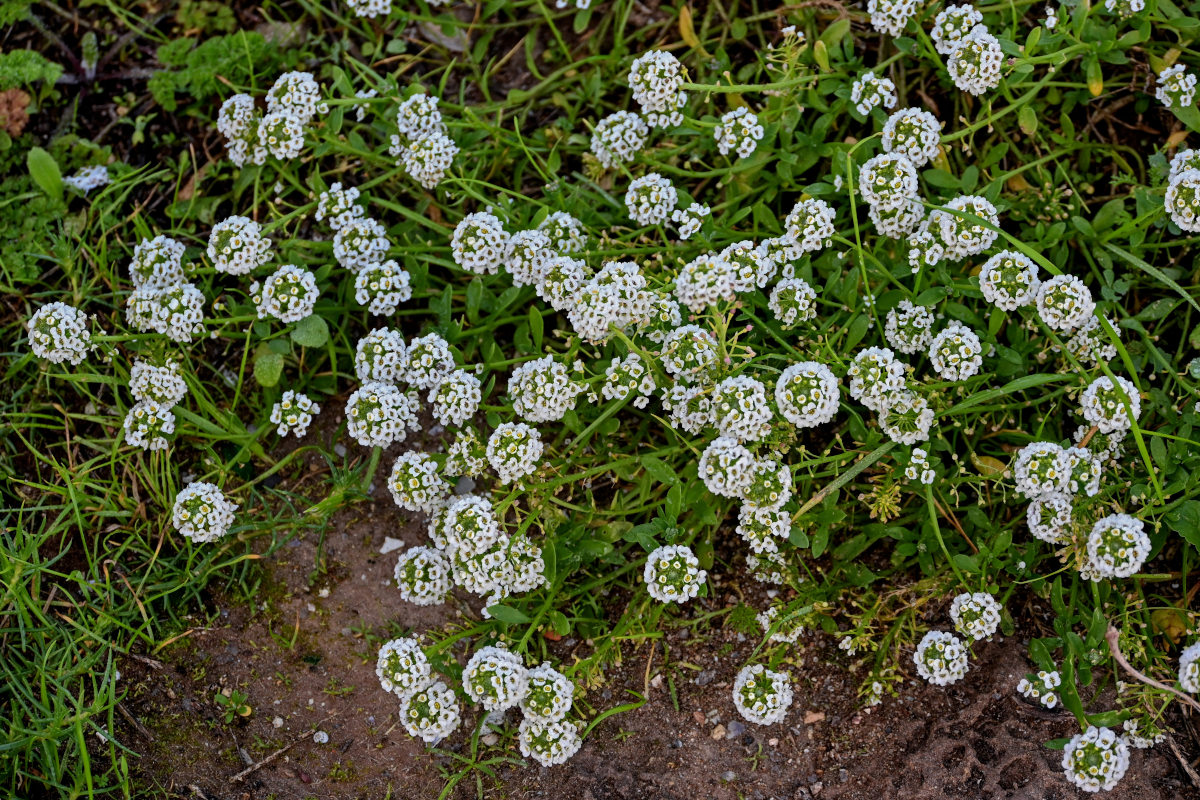 Image of Lobularia maritima specimen.