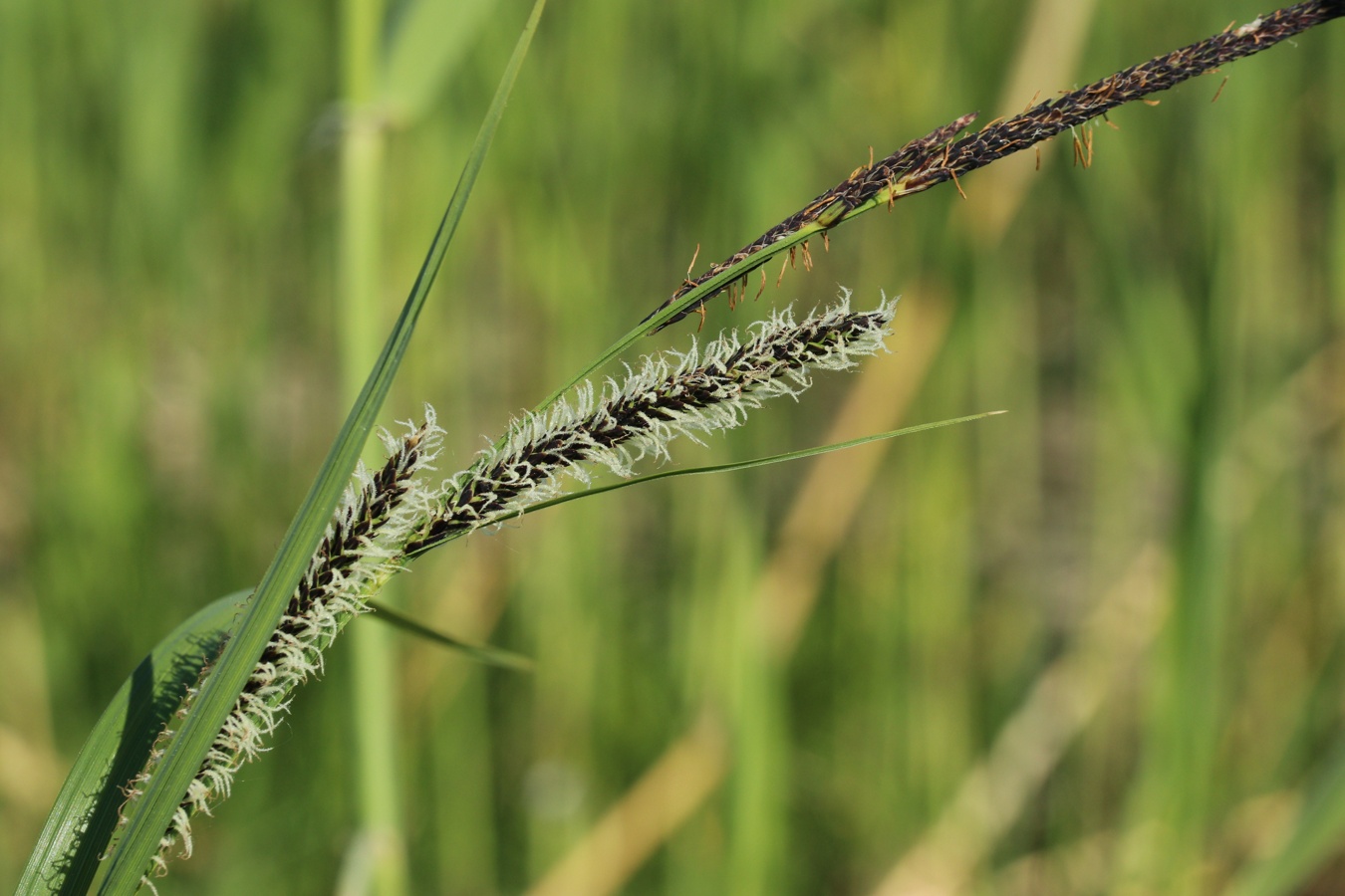 Изображение особи род Carex.