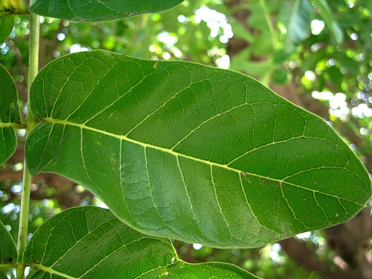 Image of Kigelia pinnata specimen.