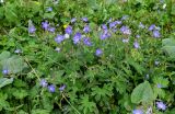 Geranium ferganense. Цветущие растения в сообществе с Bistorta и Phlomoides. Киргизия, Джалал-Абадская обл., Западный Тянь-Шань, Чаткальский хр., перевал Кульдамбес, ≈ 2400 м н.у.м., субальпийский луг. 12.07.2022.