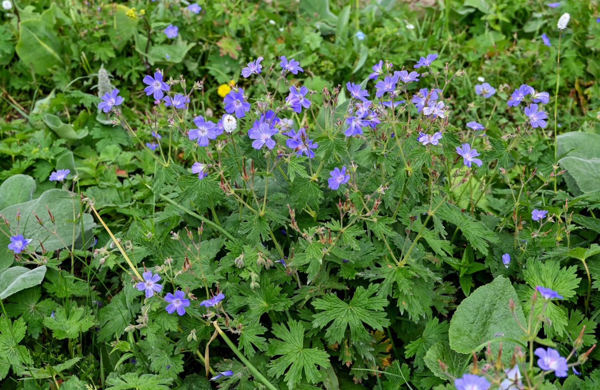 Изображение особи Geranium ferganense.