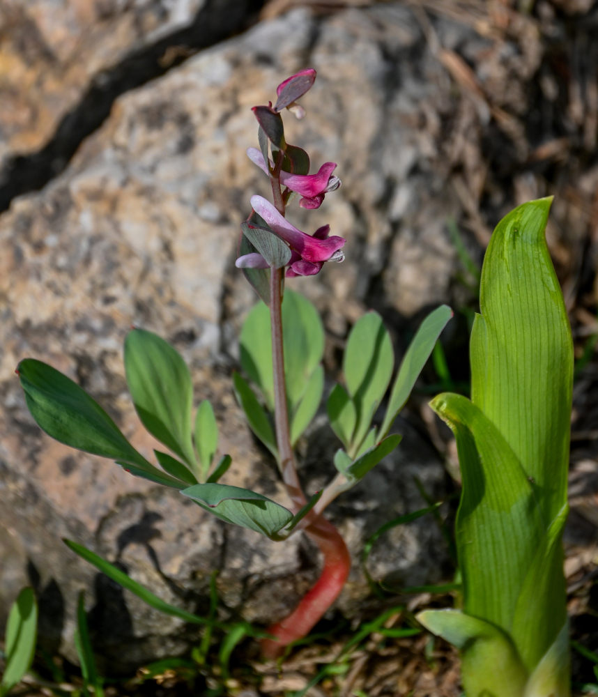 Изображение особи Corydalis ledebouriana.