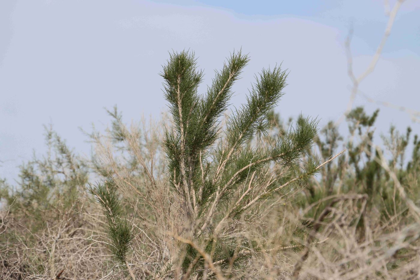 Изображение особи Haloxylon persicum.