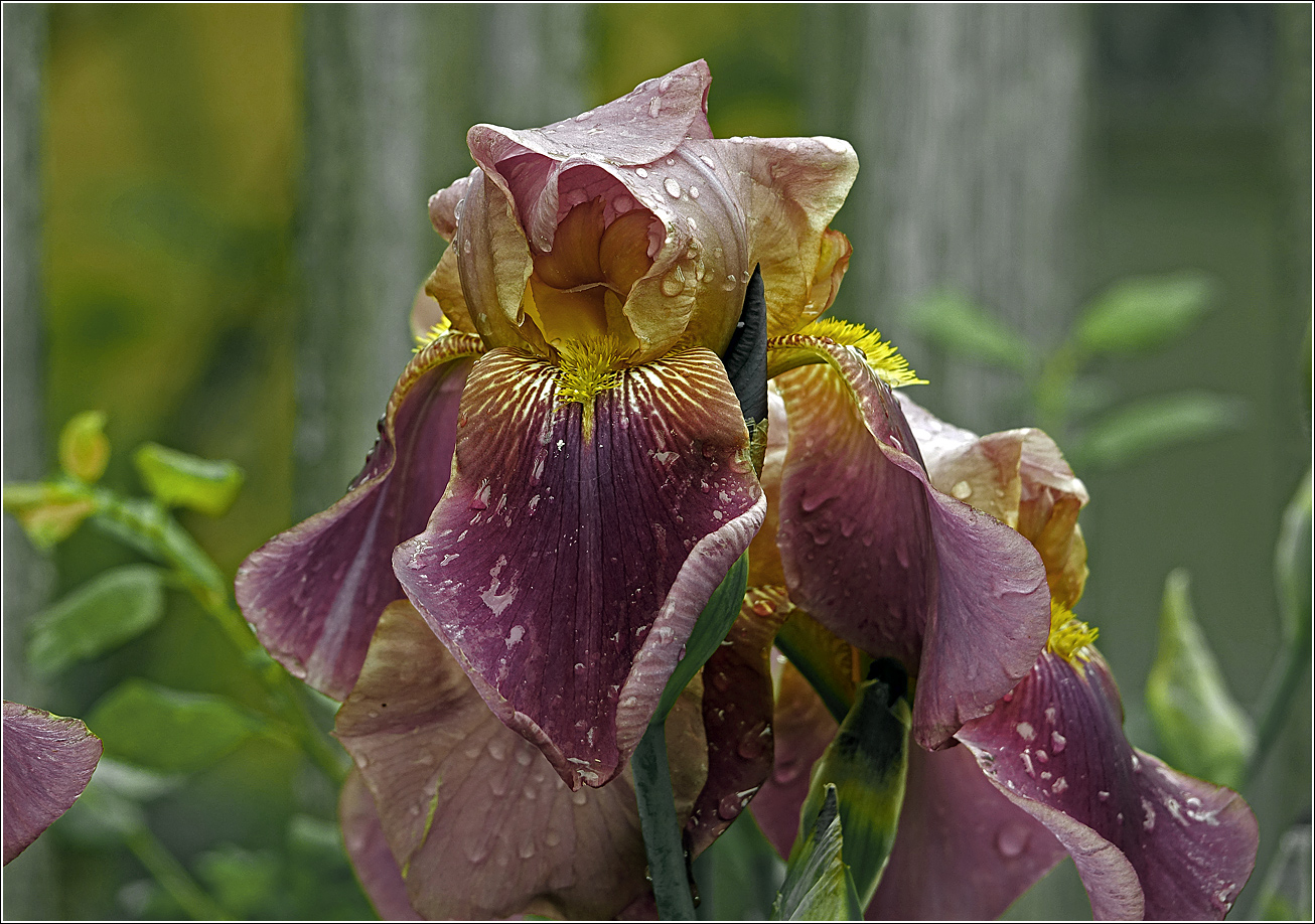 Изображение особи Iris &times; hybrida.