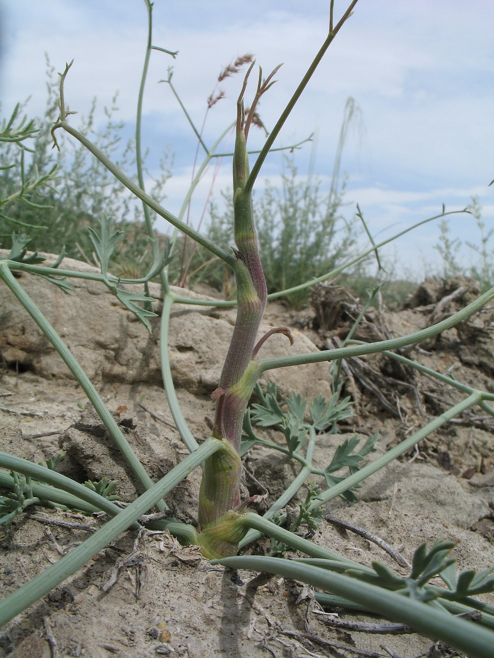 Image of Seseli eriocephalum specimen.