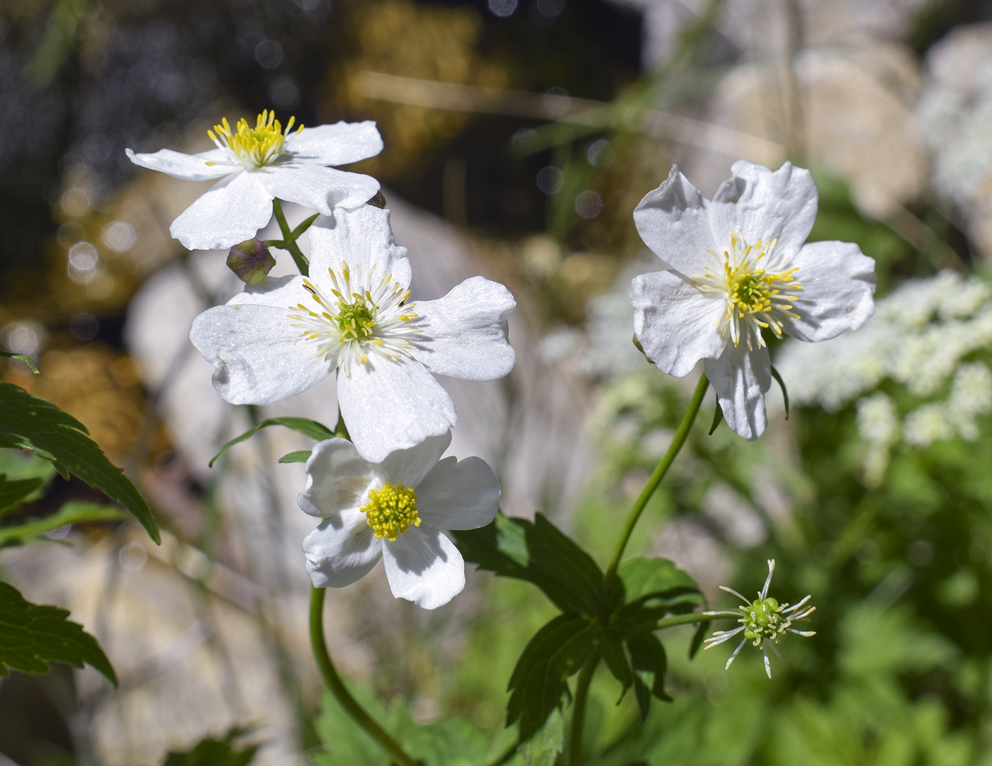 Изображение особи Ranunculus platanifolius.