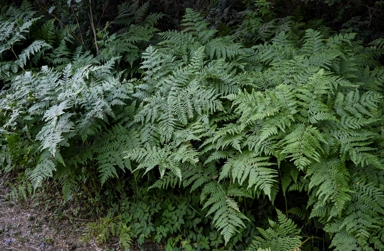 Изображение особи Pteridium pinetorum.