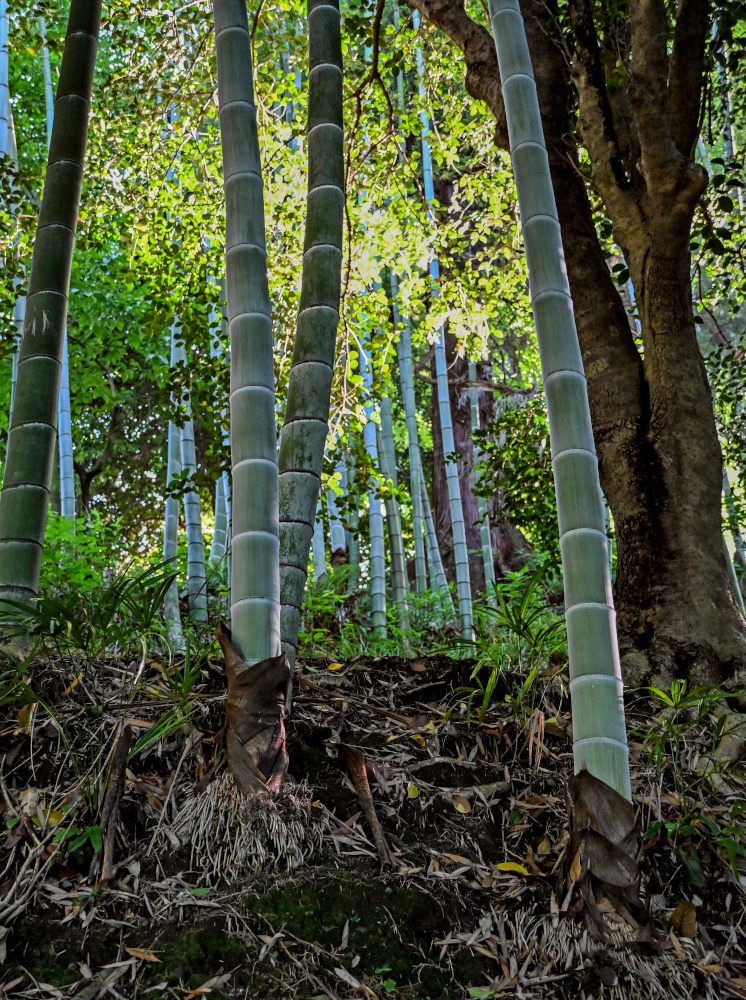 Изображение особи Phyllostachys pubescens.