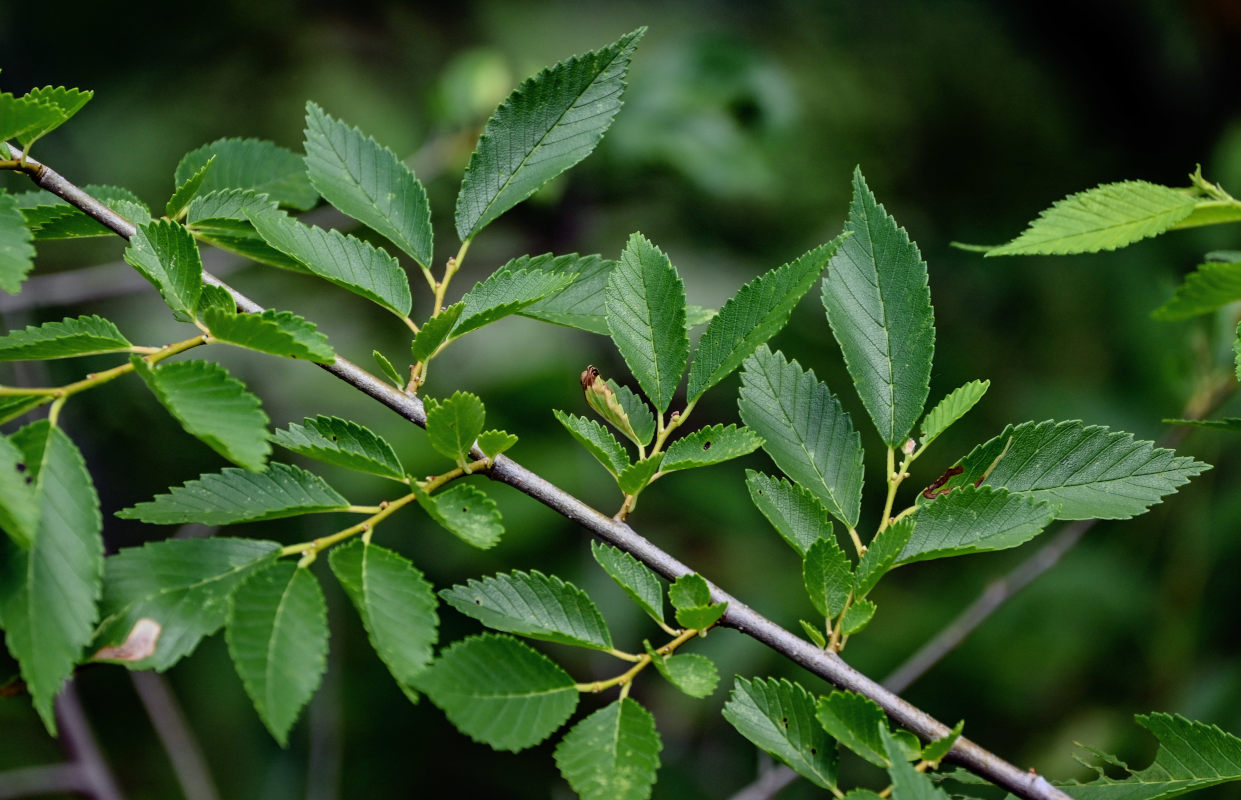 Изображение особи Ulmus pumila.