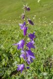 Campanula rapunculoides. Верхушка побега с соцветием. Кабардино-Балкария, Черекский р-н, окр. с/п Верхняя Балкария, окр. пер. Сев. Курноят, ≈ 2150 м н.у.м., субальпийский луг. 29.07.2024.