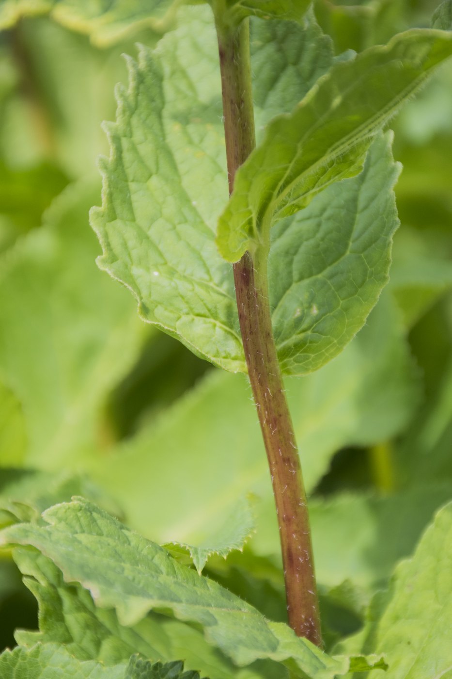 Image of Campanula latifolia specimen.