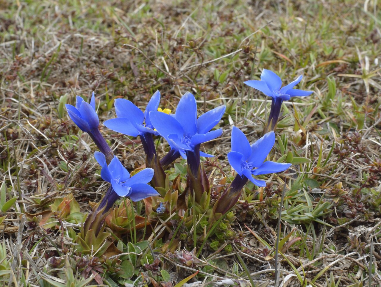 Image of Gentiana verna specimen.