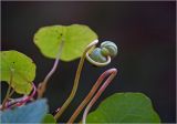 Tropaeolum majus. Незрелый плод и листья. Московская обл., Раменский р-н, окр. дер. Хрипань, садовый участок. 07.09.2024.