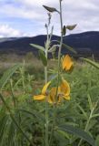 Crotalaria juncea