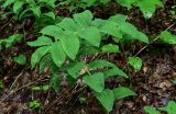 Polygonatum glaberrimum