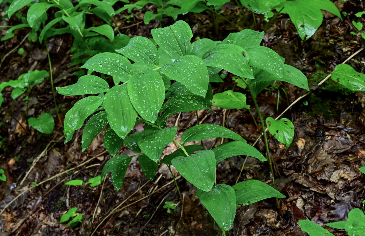 Image of Polygonatum glaberrimum specimen.