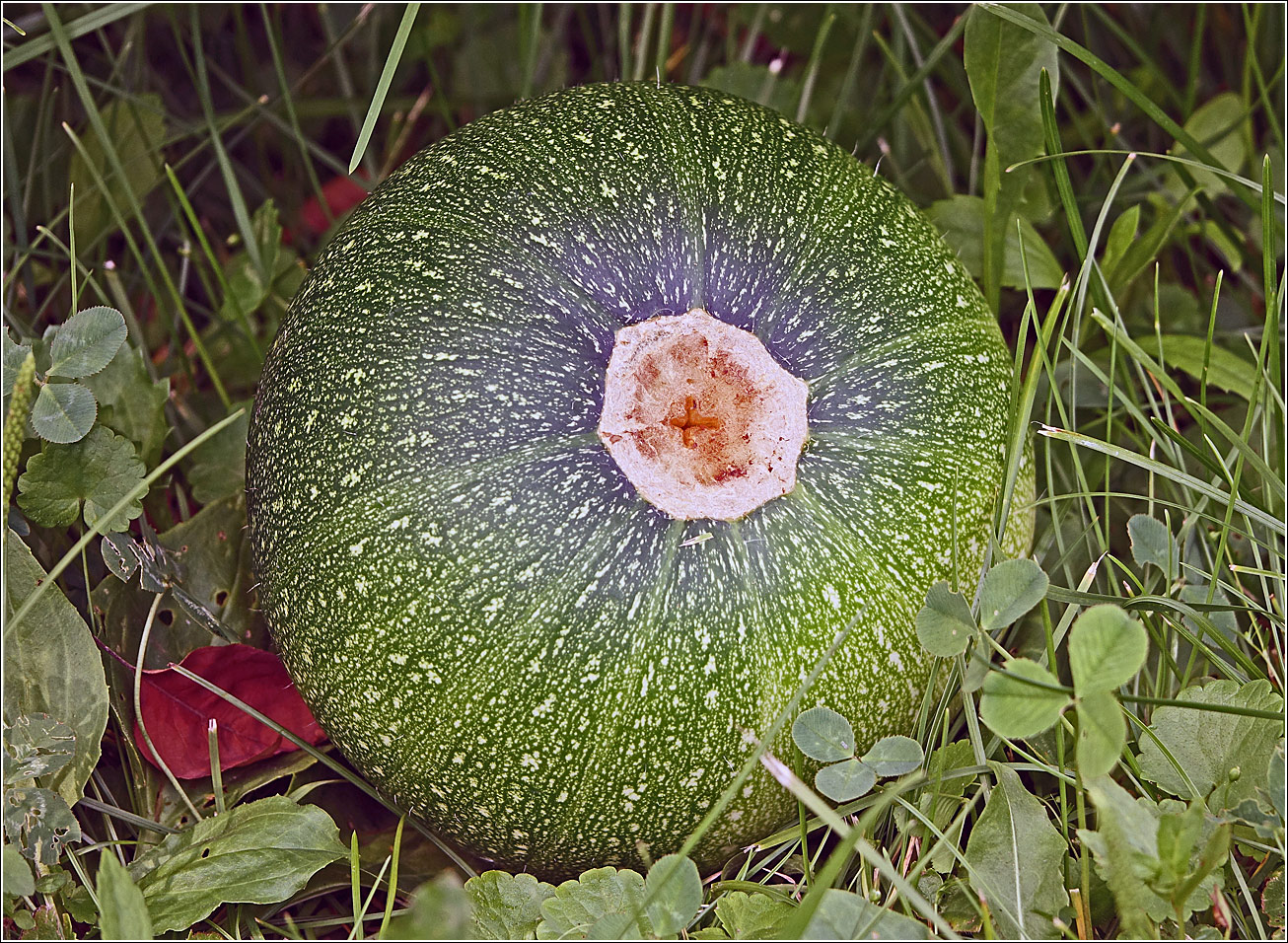 Image of Cucurbita pepo specimen.