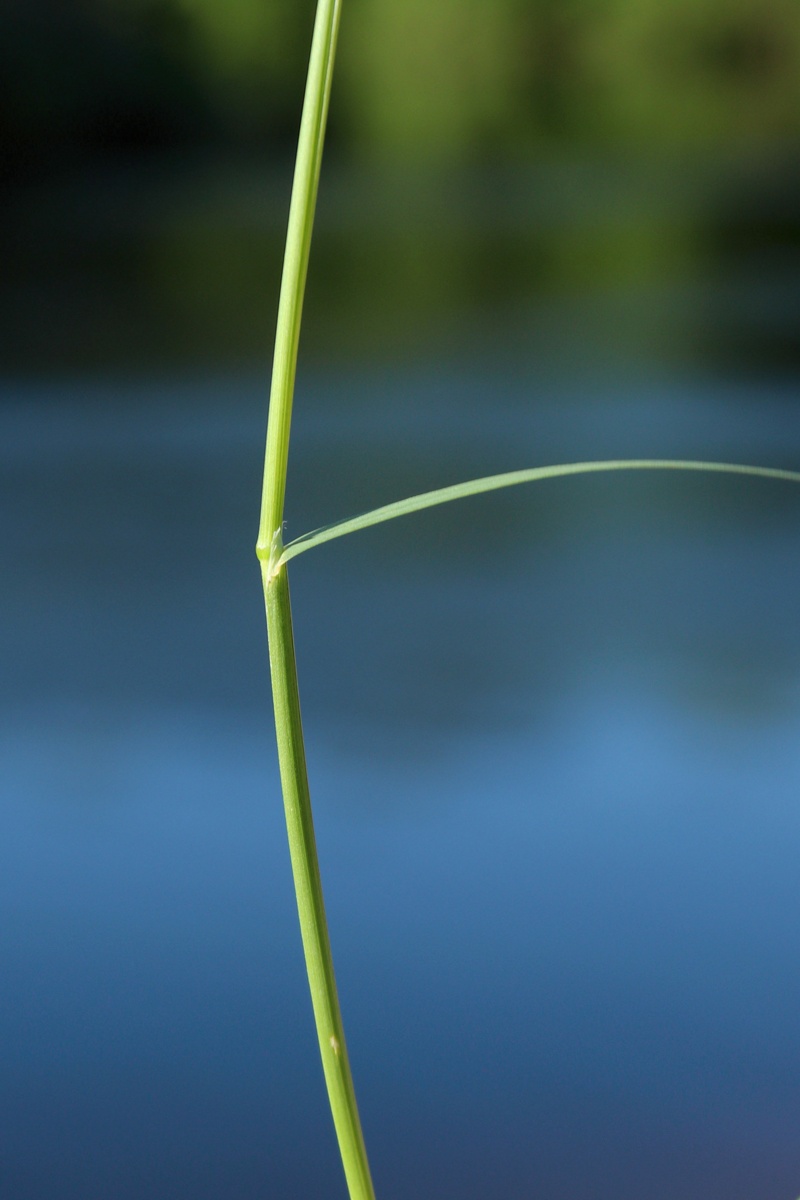 Image of Agrostis gigantea specimen.