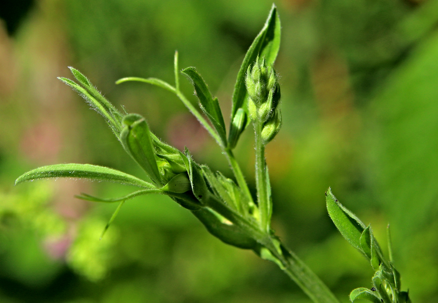 Изображение особи Lathyrus pratensis.