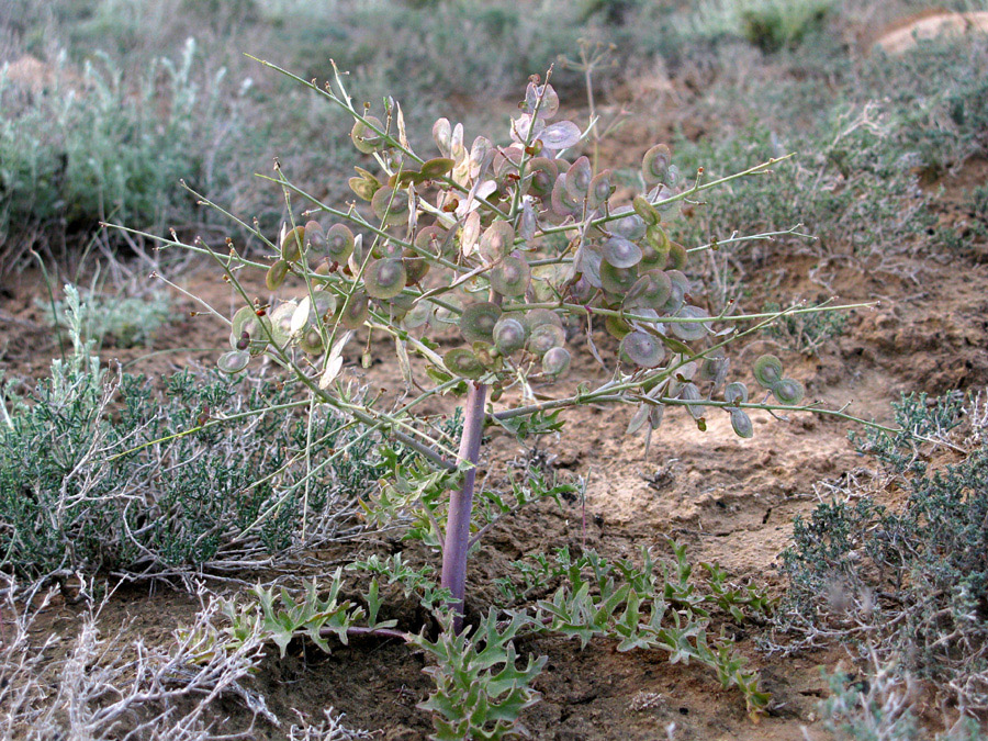 Image of Megacarpaea megalocarpa specimen.